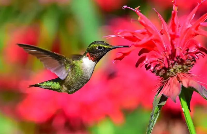 Hummingbirds in Kansas
