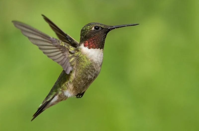 Hummingbirds in Texas