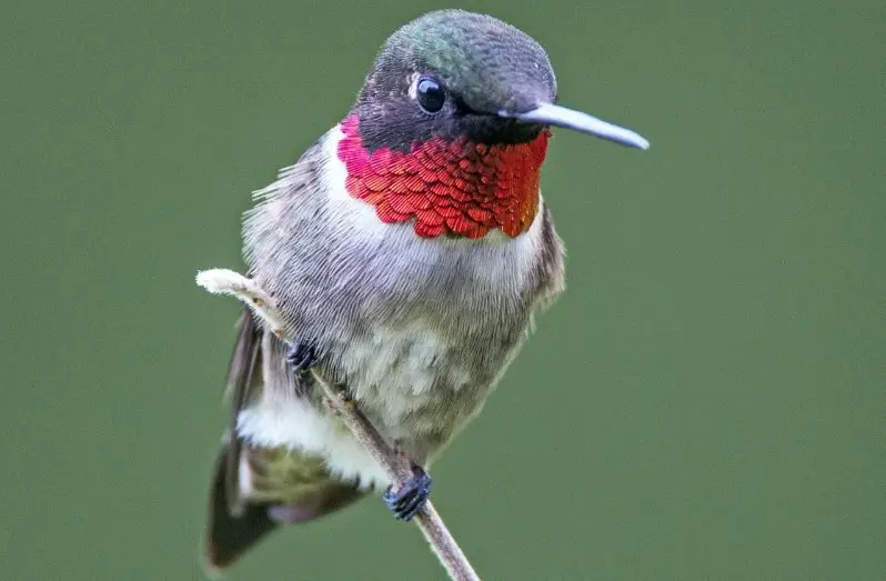 Hummingbirds in Indiana