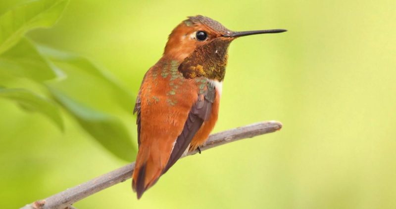 Hummingbirds in Mississippi