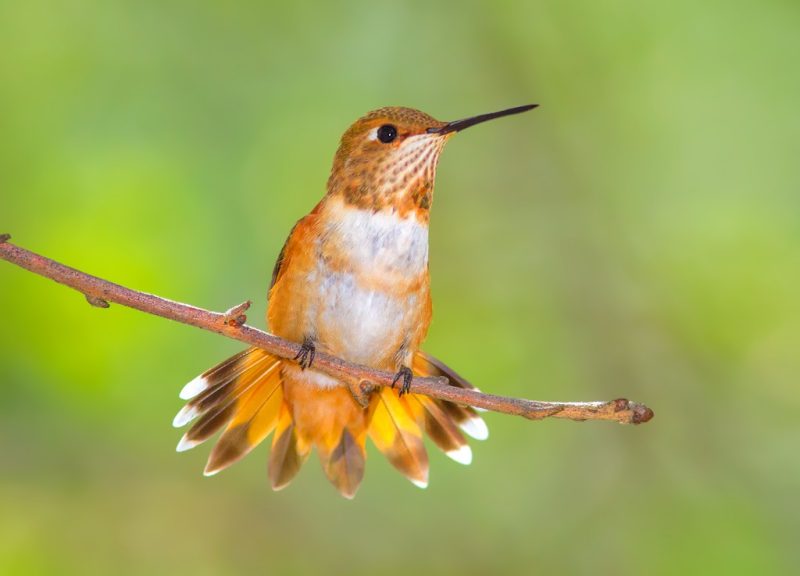 Hummingbirds in Illinois