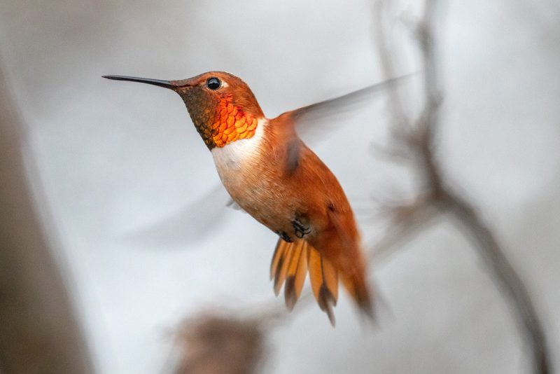 rufous-hummingbird-selasphorus-rufus-800x534-1 8 colorful birds in ohio