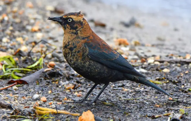 rusty-blackbird-800x507-1 Blackbirds in Arizona