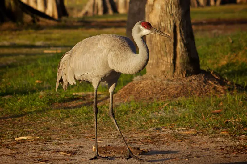 Sandhill Crane (Grus canadensis): Behavior, Range, and Nesting Habits