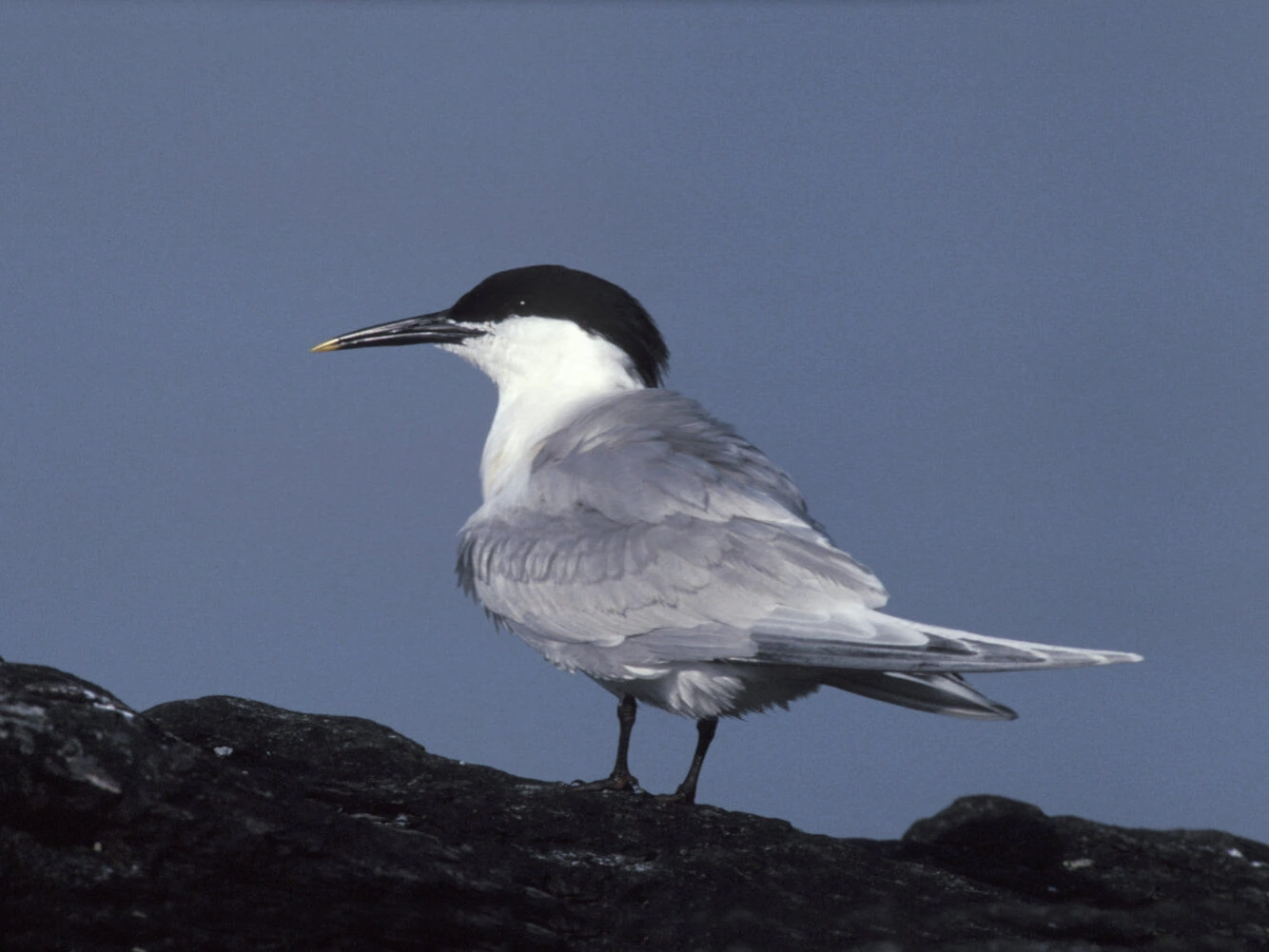 Sandwich Tern Breeding Adult