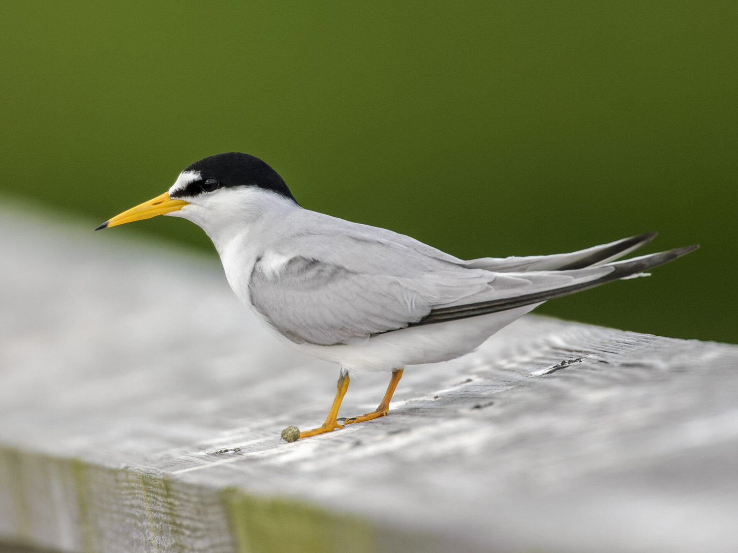 Sandwich Tern Juvenile