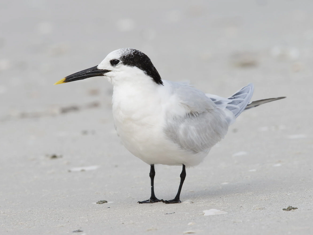 Sandwich Tern Nonbreeding Adult