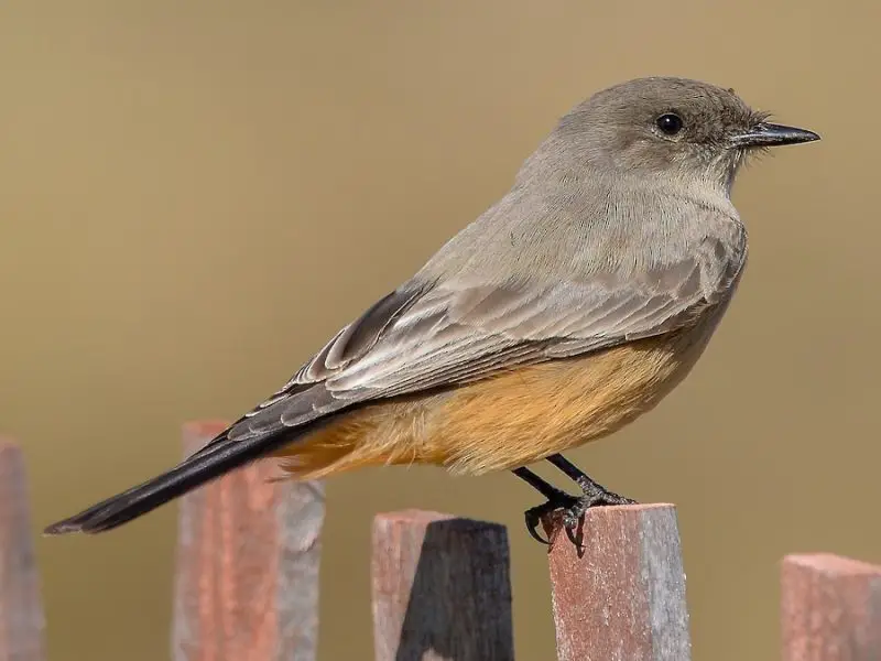 Top 10 Accidental Birds Ever Spotted in Alabama