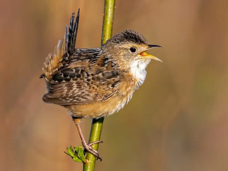Wrens in Illinois