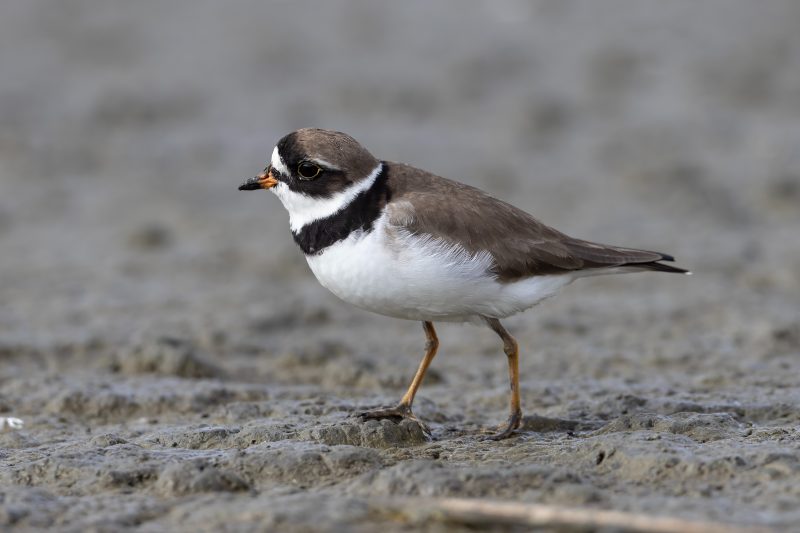 semipalmated-plover-charadrius-semipalmatus-800x533-1 7 Types of Plovers in Michigan