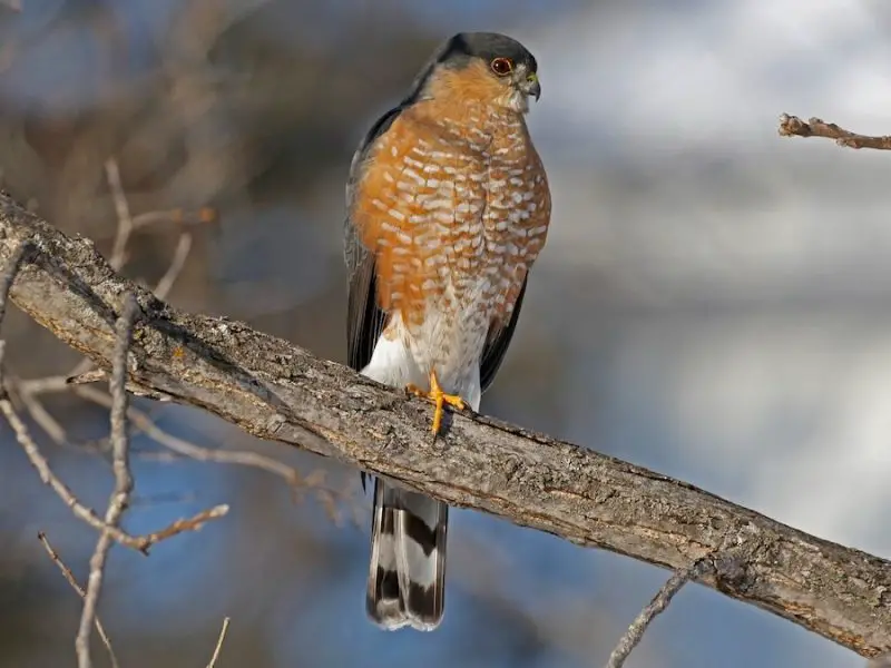 Hawks in Wyoming
