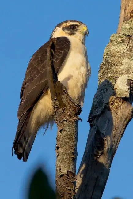 20 Hawks of North America and What’s on Their Menu