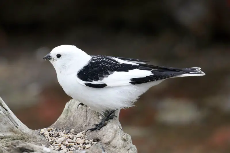 Types of Small White Birds