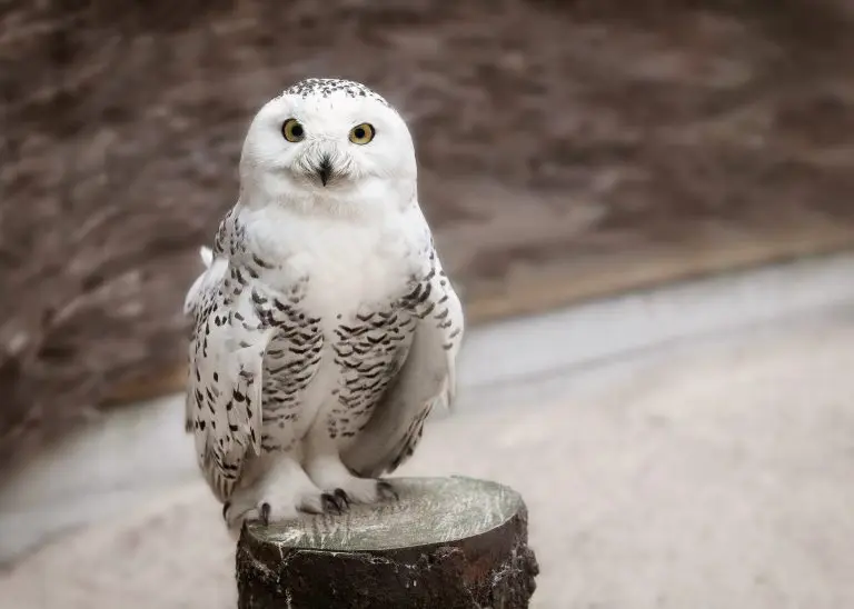 snowy-owl-768x548-1-1 Snowy owl