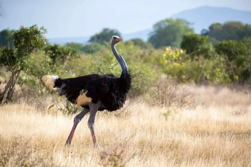 The 8 Different Types of Ostriches