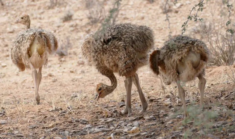 The 8 Different Types of Ostriches