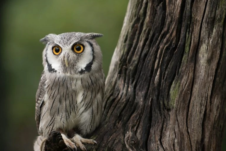 southern-white-faced-owl-768x512-1-1