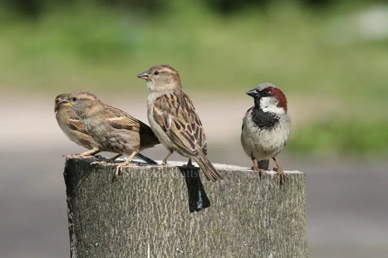 12 Key Characteristics of Sparrows