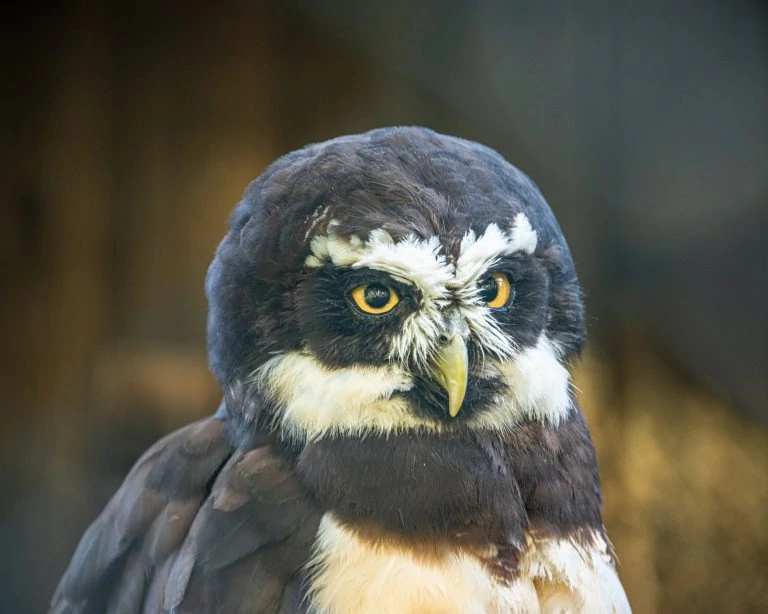 spectacled-owl-768x614-1-1