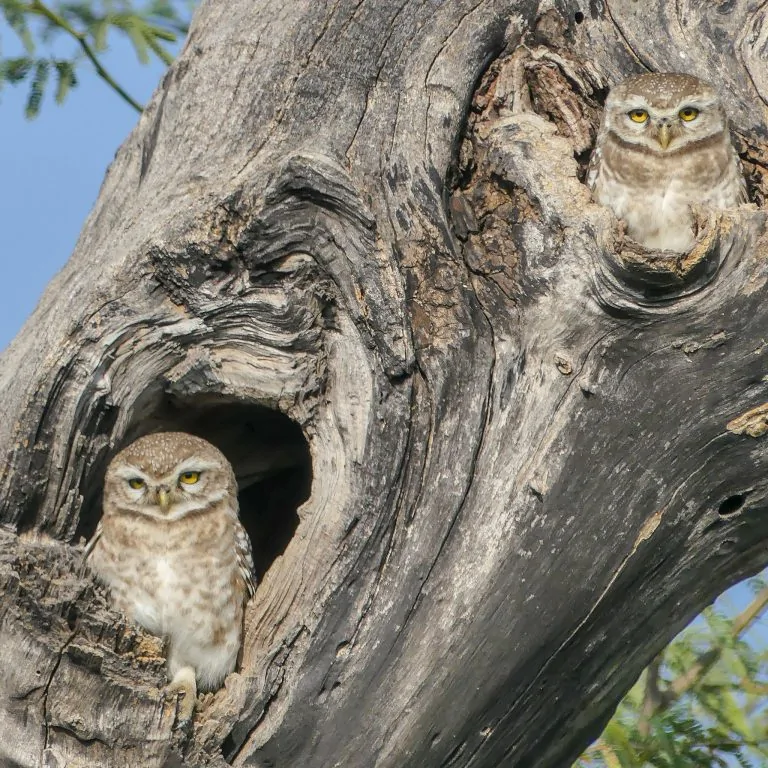 spotted-owlet-768x768-1-1