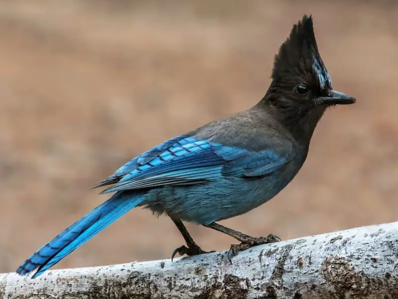 Types of Jays in Texas