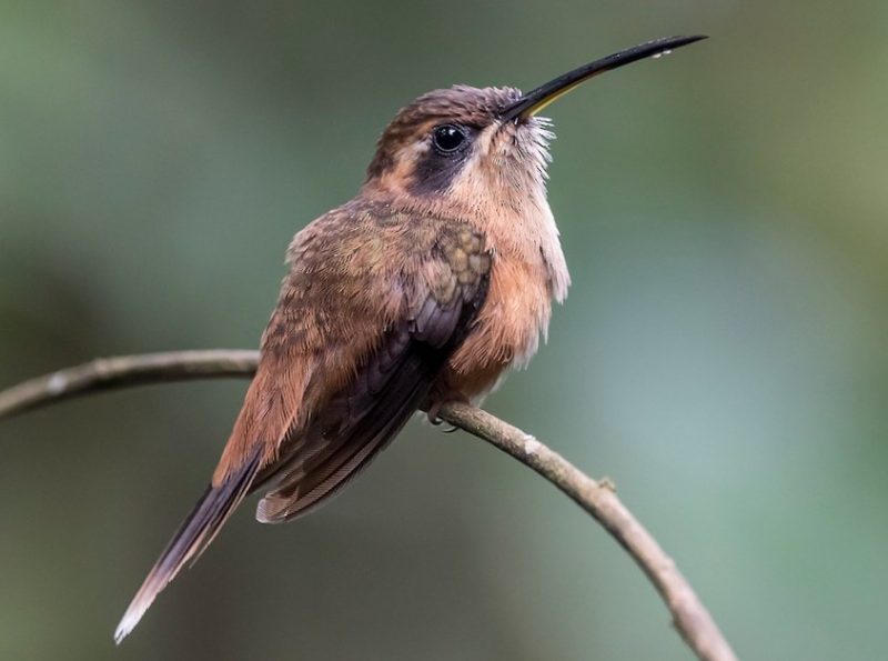 stripe-throated-hermit-800x595-1 Hummingbirds in Texas