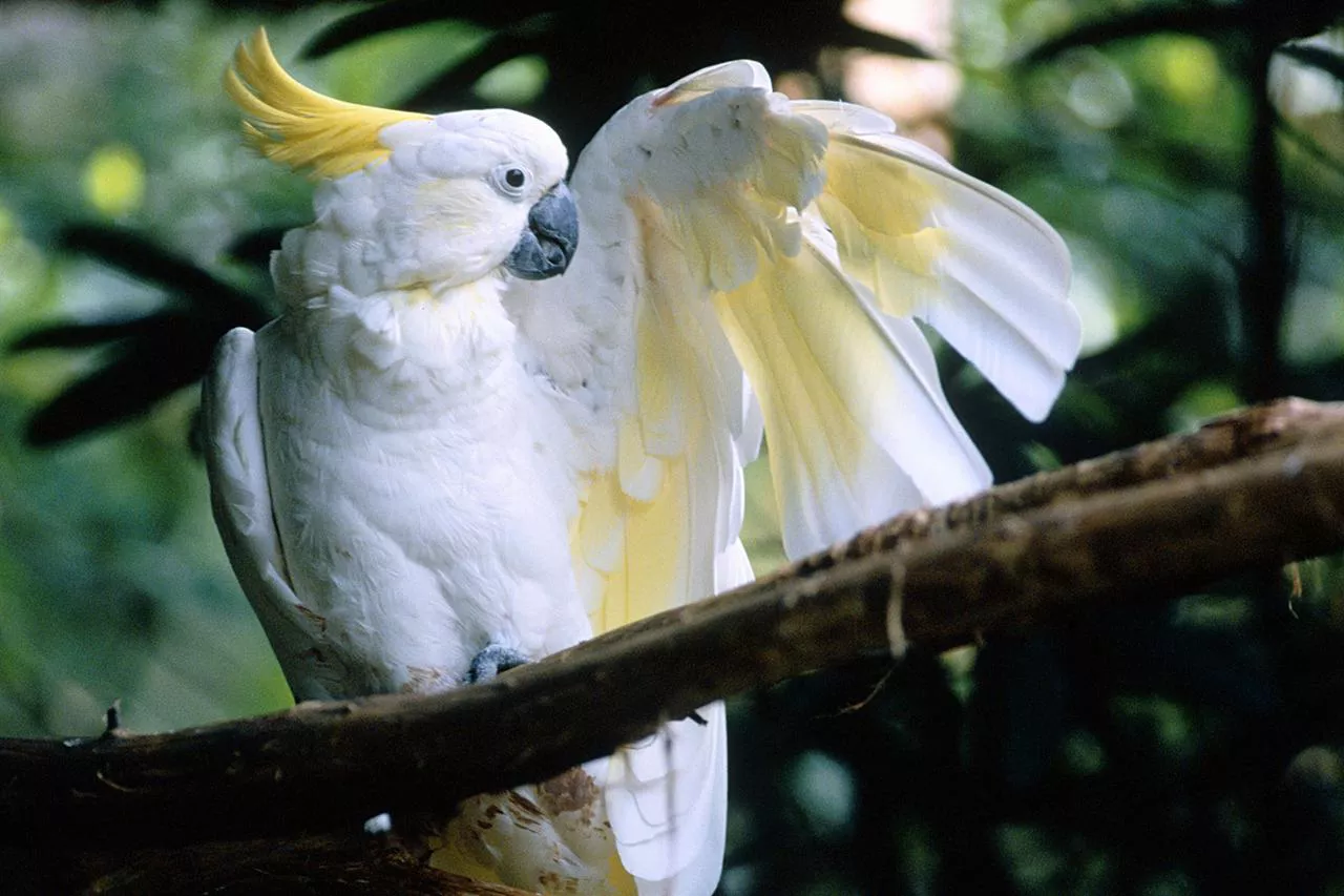A white sulphur-crested cockatoo sitting on a branch with its left wing spread.