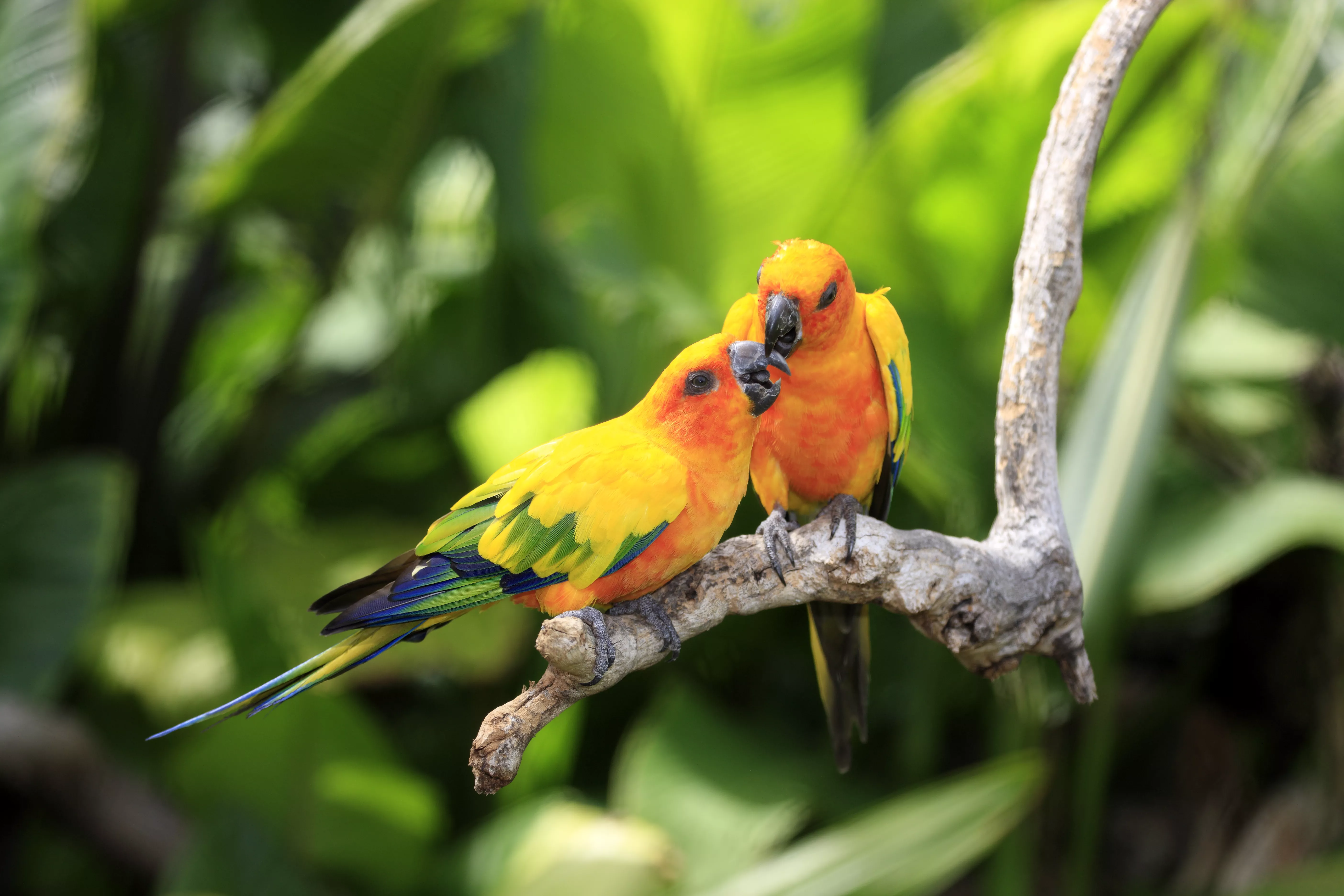 Sun Parakeets