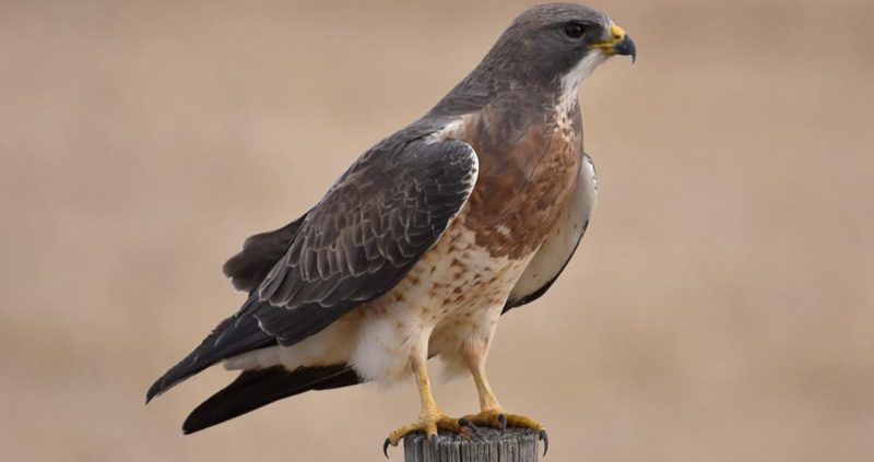 20 Hawks of North America and What’s on Their Menu