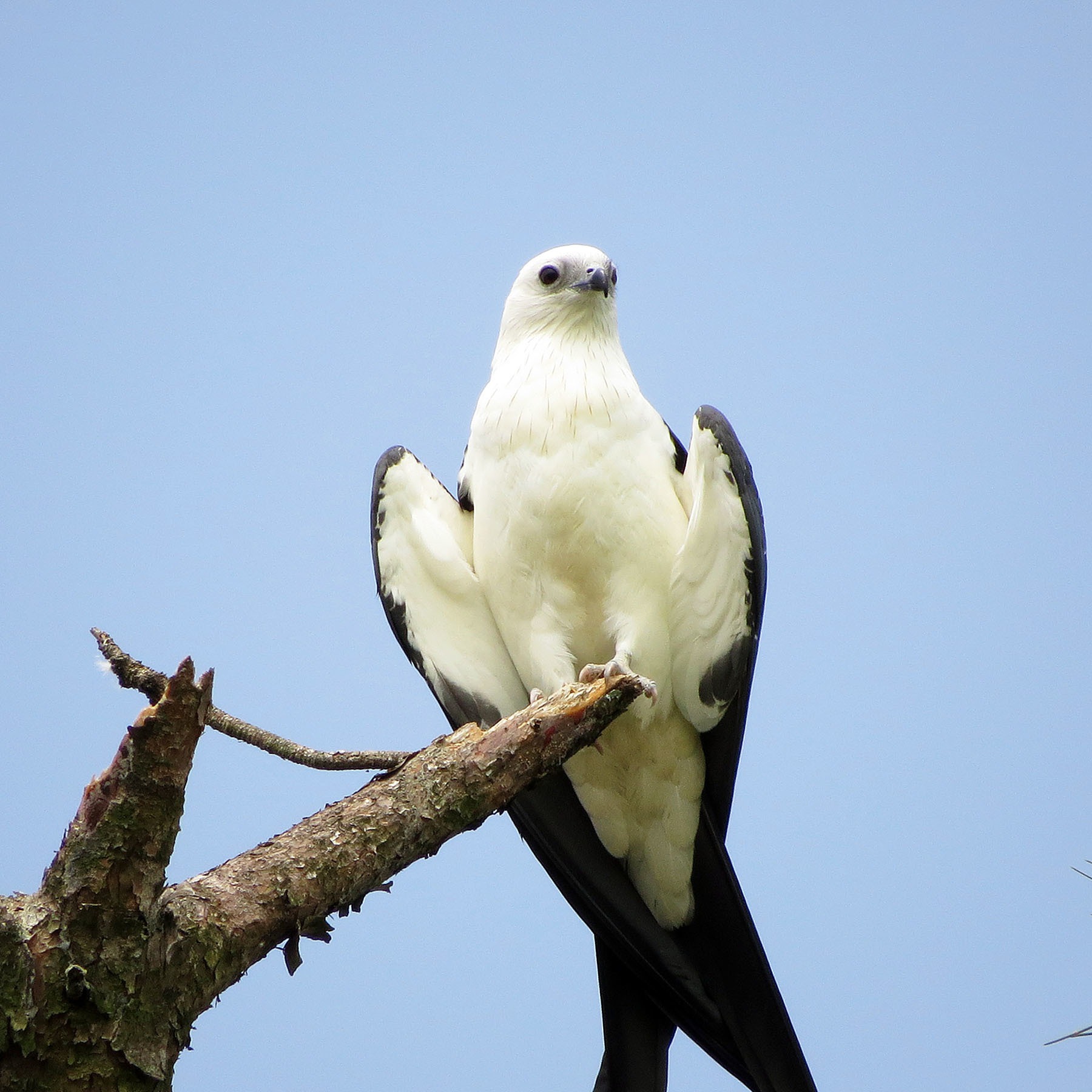 swallow-tailed-kite-elanoides-forficatus Birds of Prey in Texas