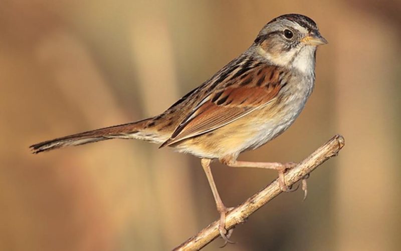 swamp-sparrow-800x501-1 Common Birds in Indiana