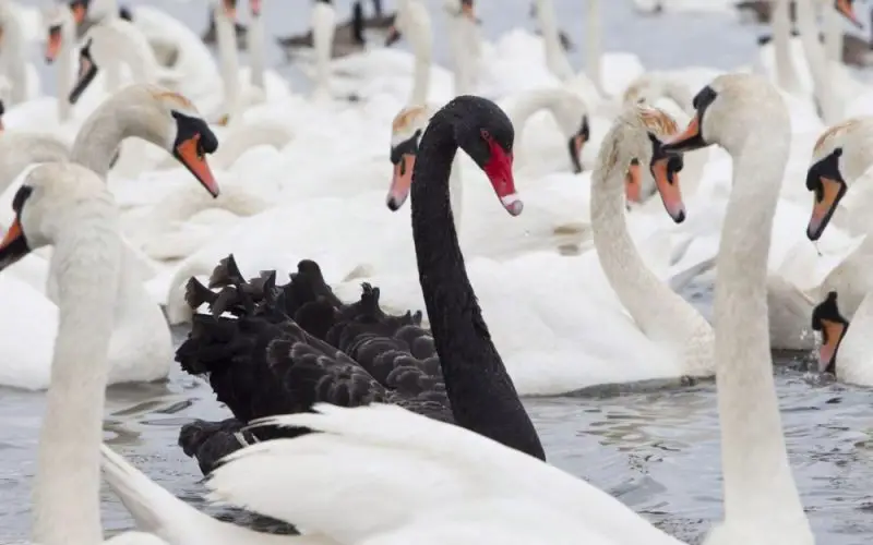 25 Fascinating Characteristics of Swans