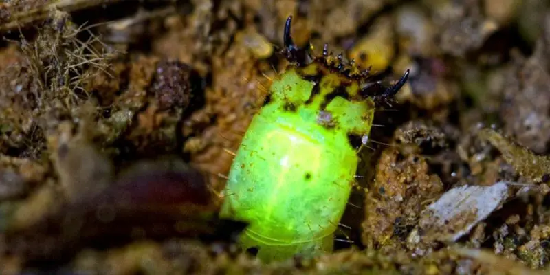 the Amazon Click Beetle