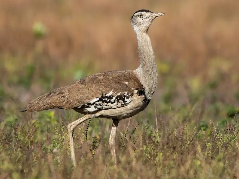 The Australian Bustard