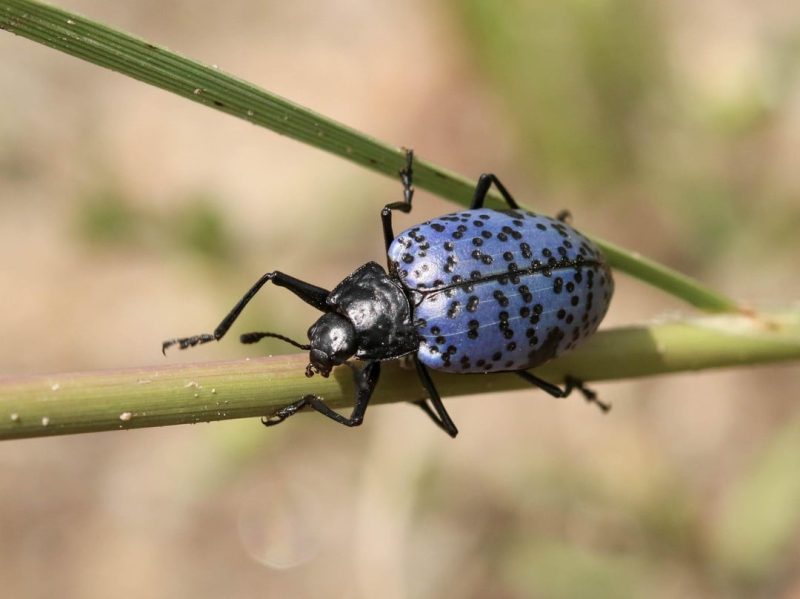 The Beetle, the Fungus, and the Seed