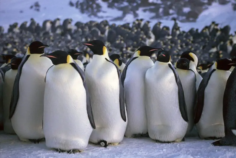 18 Amazing Emperor Penguin Adaptations
