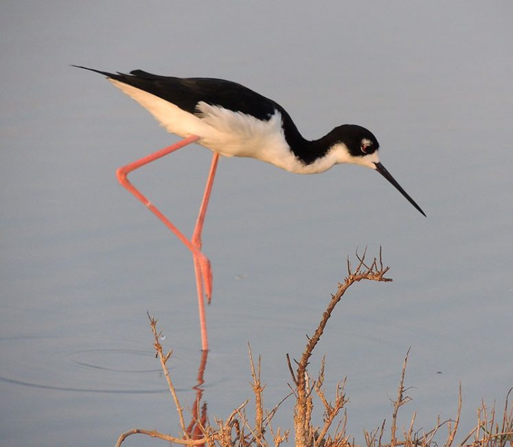 Avocets and Stilts of Hawaii