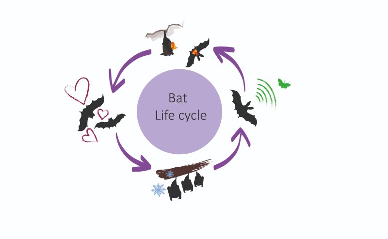 The Life Cycle of a Bat