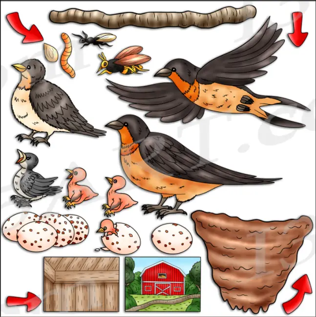 The Life Cycle of a Swallow