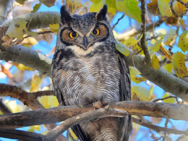 The Owl Life Cycle: From Silent Hatchling to Nocturnal Hunter