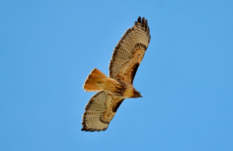 8 Characteristics of the Red-tailed Hawk