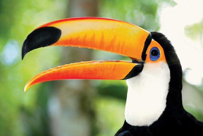 Why Do Toucans Have Such Big Beaks?