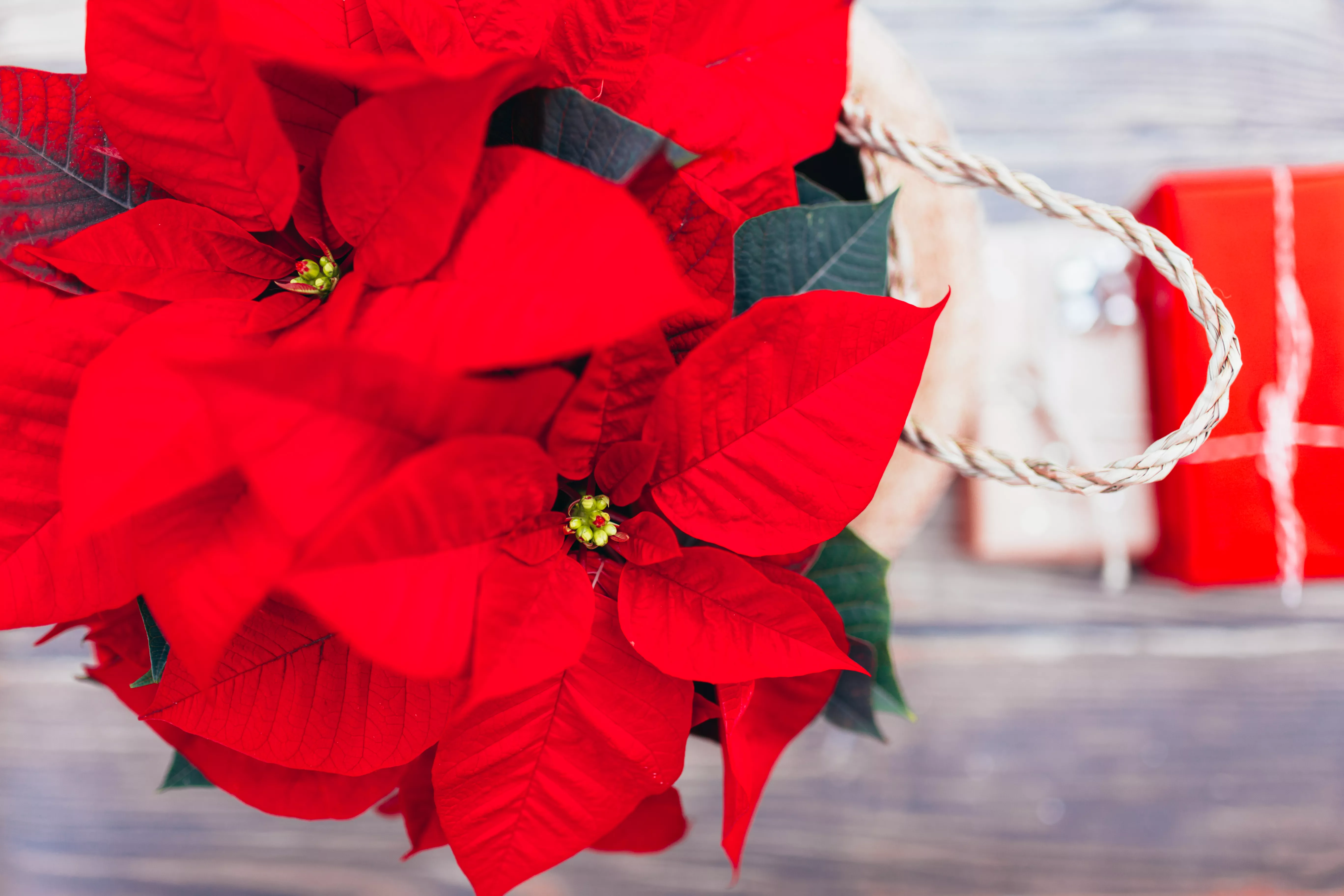 Top view of Vibrant red holiday Christmas pointsettia leaves
