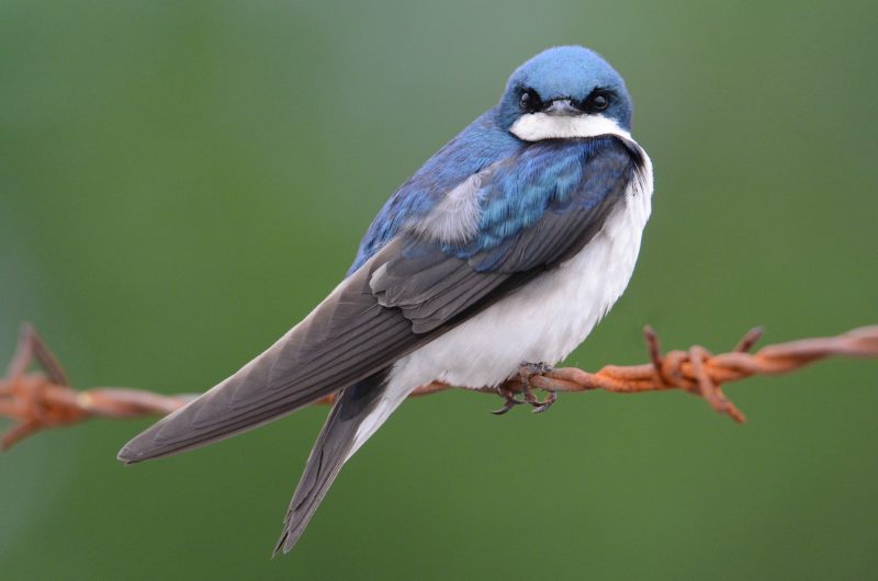 tree-swallow-tachycineta-bicolor-800x530-1-13 Blue Birds in New Jersey