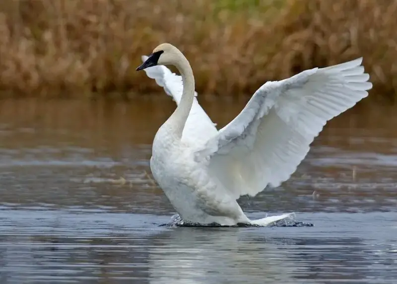 3 Swans of California: Tundra, Trumpeter, and Mute