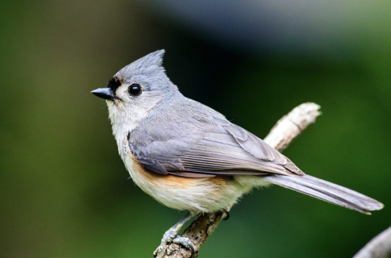 Common Birds in Arkansas