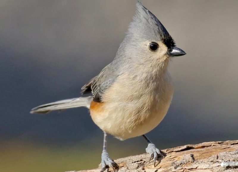Common Birds in Iowa