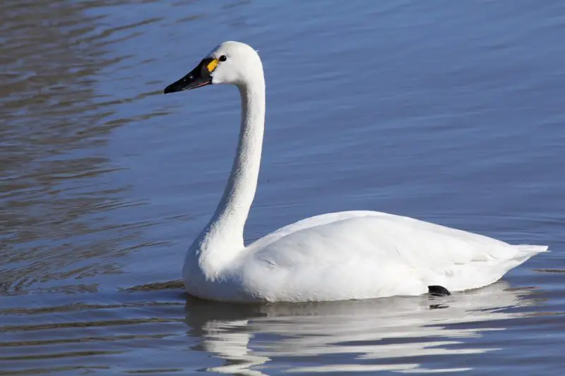 3 Swans of California: Tundra, Trumpeter, and Mute