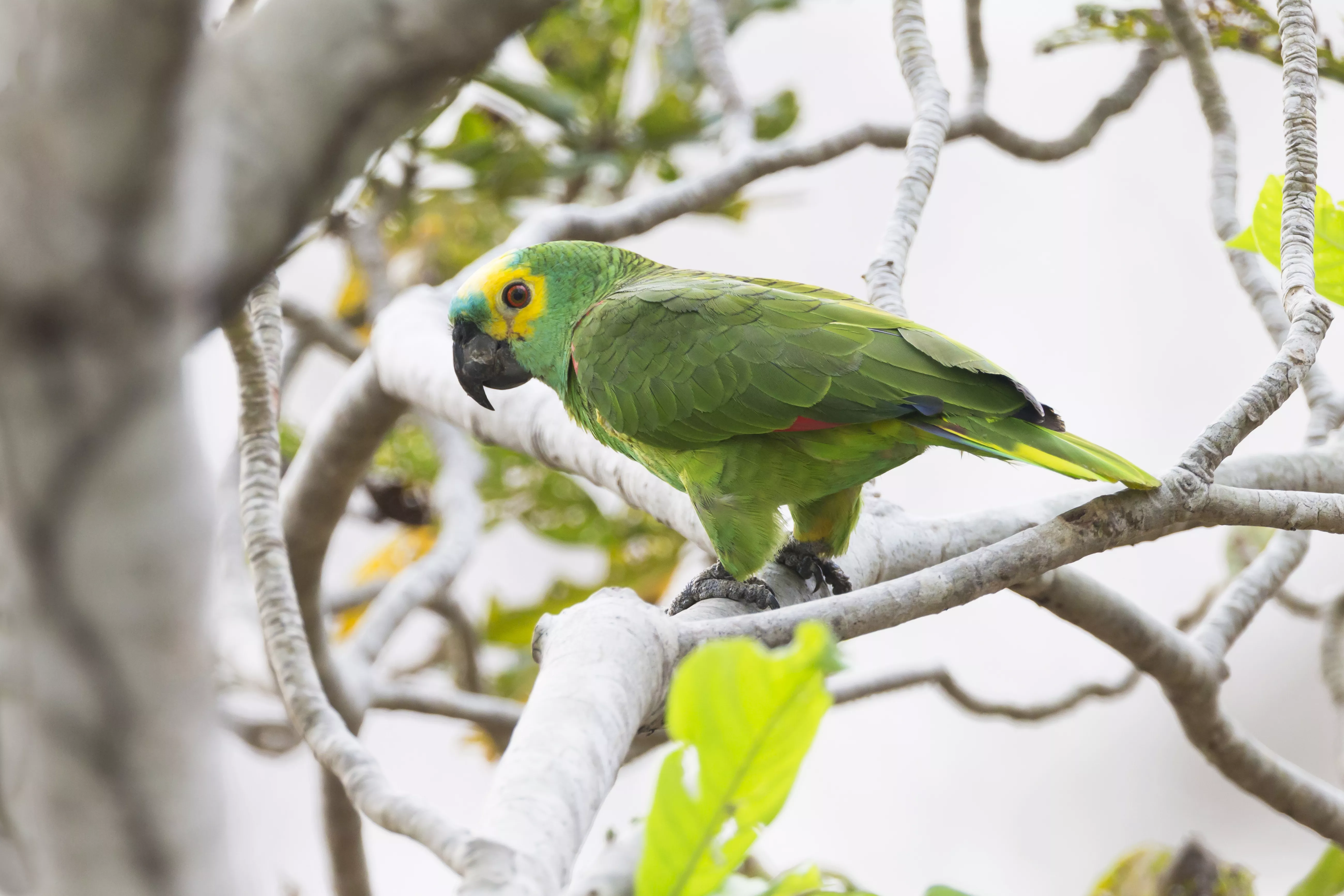 Turquoise-fronted amazon parrot perching on branch