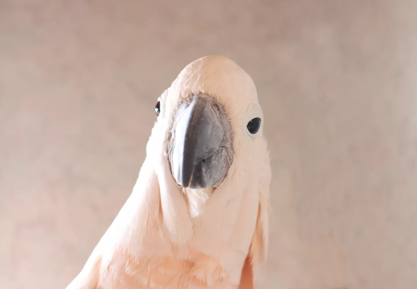 White cockatoo head with gray beak closeup